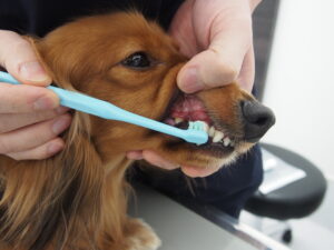 デンタルケアをしてもらっている犬